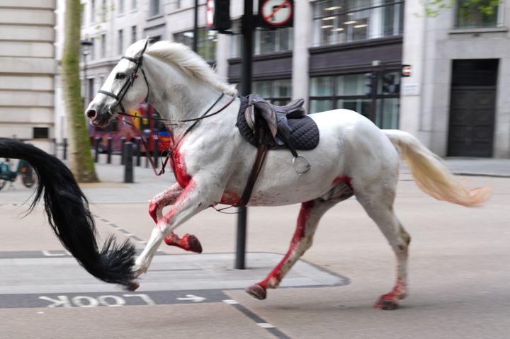 A white horse that was seen covered in blood while running through London's streets was identified as named Vida. 