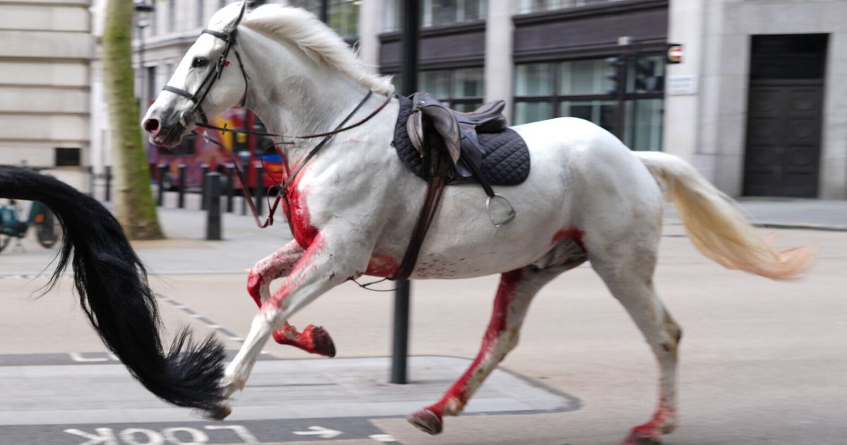 Les chevaux militaires qui ont traversé Londres après avoir été effrayés sont dans un état grave