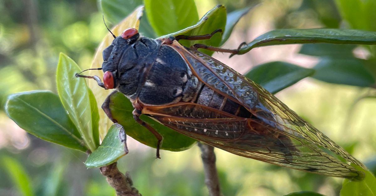 Residents In A South Carolina County Keep Calling Police Over Noisy Cicadas