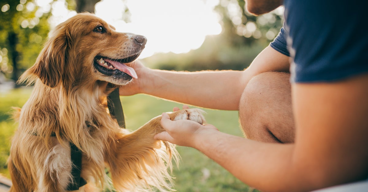 NextImg:6 Signs Your Dog Is Happy