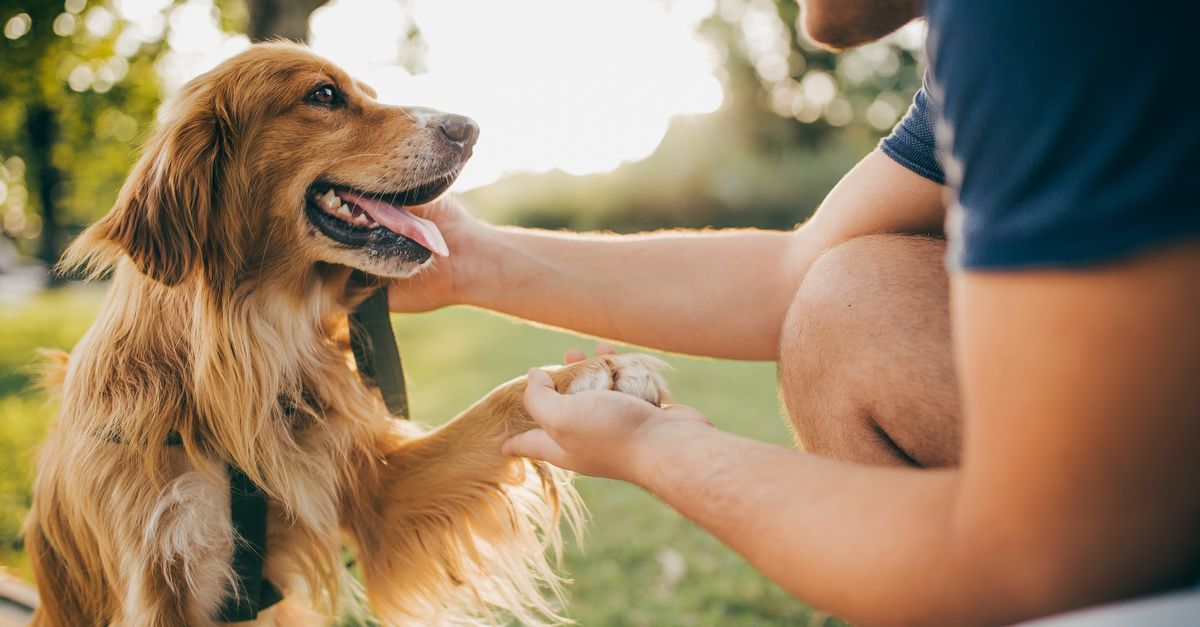 6 Signs Of A Happy Dog That Aren't Tail Wagging, According To Vets