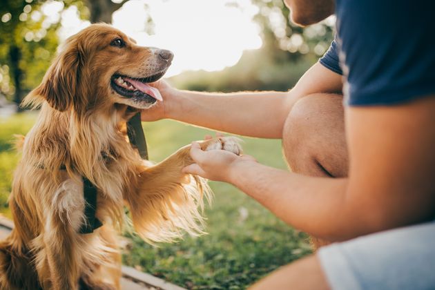 6 Signs Of A Happy Dog That Aren't Tail Wagging, According To Veterinarians