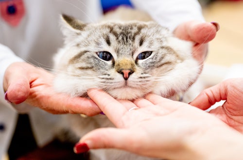 18キロの巨大ぽっちゃり猫、里親に引き取られた1年後に「激変」し話題