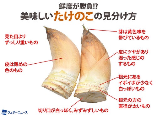 新鮮なたけのこの見分け方】イボイボの色、皮の厚さは？買う前に見る 