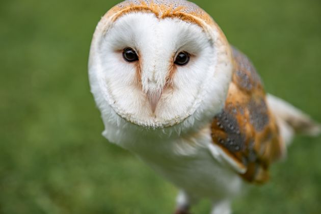 I Just Learned This Fact About Owls And It Explains SO Much About Why Their Heads Spin
