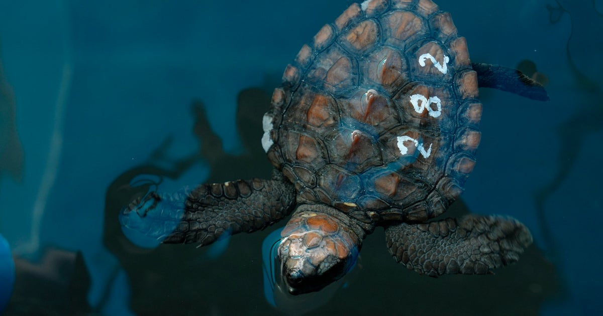 Rescue Effort Underway After Storm Washes Hundreds Of Baby Sea Turtles Ashore Rescue Effort Underway After Storm Washes Hundreds Of Baby Sea Turtles Ashore