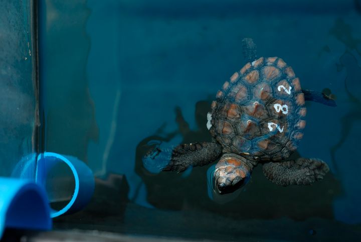 The Two Oceans Aquarium in Cape Town, South Africa, is stretched beyond capacity after more than 500 baby sea turtles were washed onto beaches by a rare and powerful storm and rescued by members of the public.