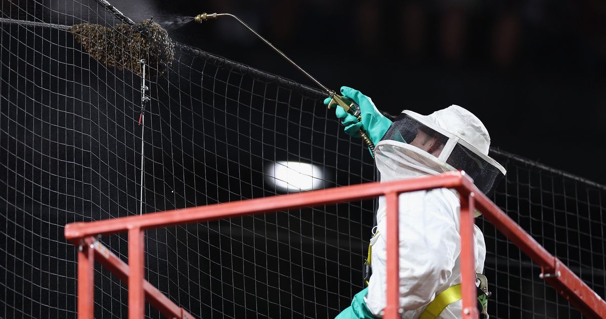 Beekeeper Who Corrals Swarm At MLB Game Is All The Buzz For What Happens Next