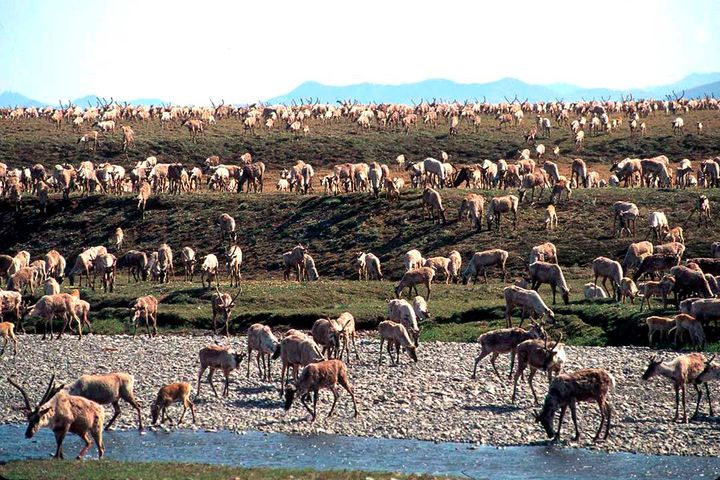 Caribou from the porcupine caribou herd migrate onto the coastal plain of the Arctic National Wildlife Refuge in Alaska. One of the bills in the package requires the Interior Department to reissue all Trump-era oil and gas leases in the wildlife refuge.