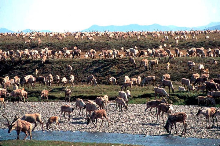 Karibus aus einer Stachelschwein-Karibu-Herde wandern in die Küstenebene des Arctic National Wildlife Refuge in Alaska.  Einer der Gesetzesentwürfe im Paket sieht vor, dass das Innenministerium alle Öl- und Gaspachtverträge aus der Trump-Ära für ein Naturschutzgebiet neu ausstellen muss.