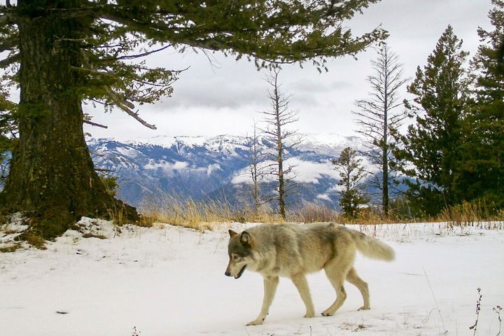 A wolf from the Snake River Pack passes by a remote camera in Wallowa County, Oregon, in 2014. One of the bills in the package requires the U.S. Fish and Wildlife Service to reissue a Trump administration rule that stripped gray wolves of protections under the Endangered Species Act.