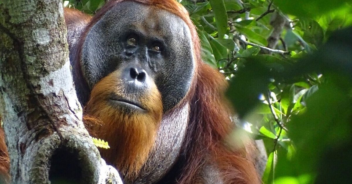 Wild Orangutan Observed Using Medicinal Plant To Treat Wound