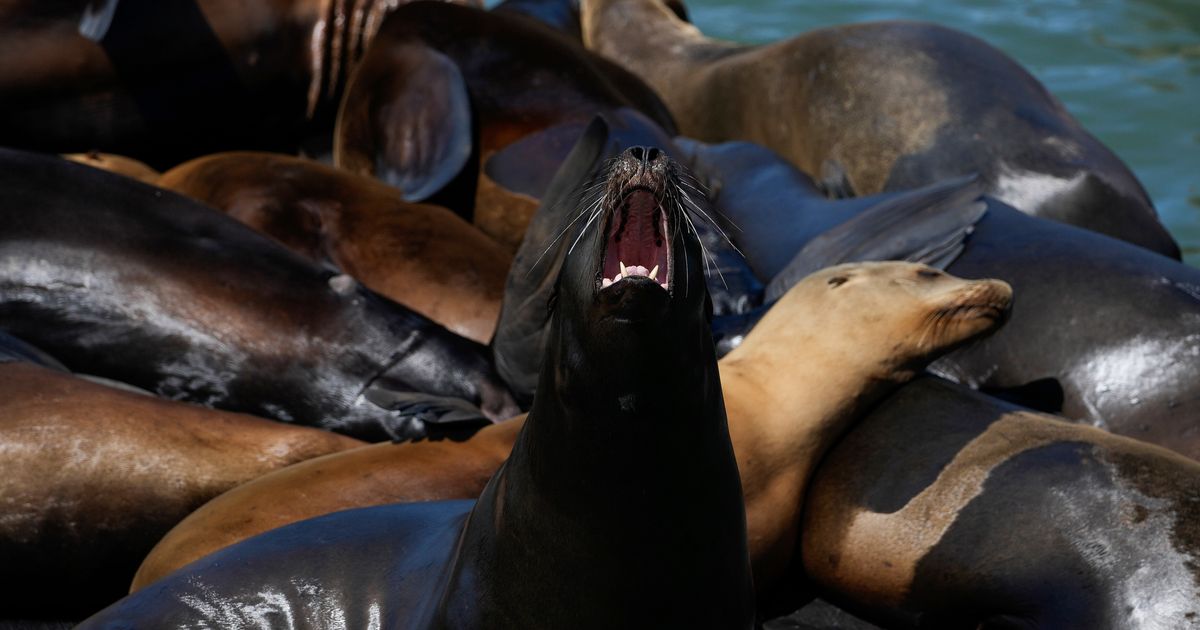 Sea Lions Storm San Francisco's Pier 39 In Massive Numbers For 1 Thing Only