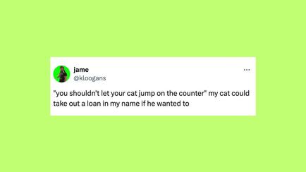 23 Of The Funniest Tweets About Cats And Dogs This Week