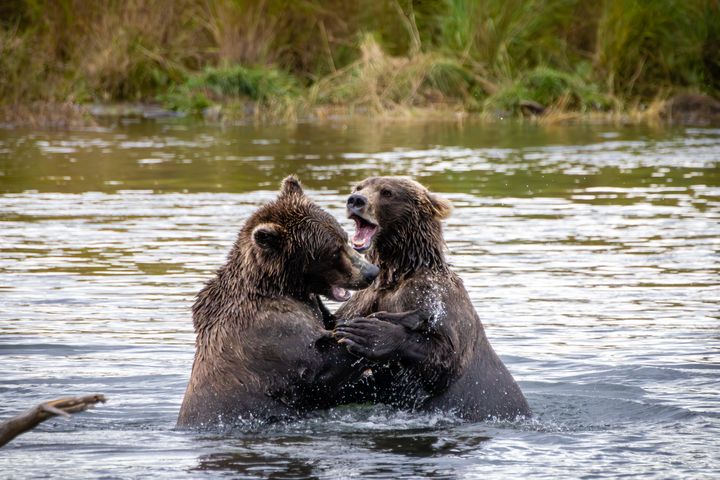 Brooks River, Katmai National Park, Alaska, September 2022More stuff: www.wortsucher.de