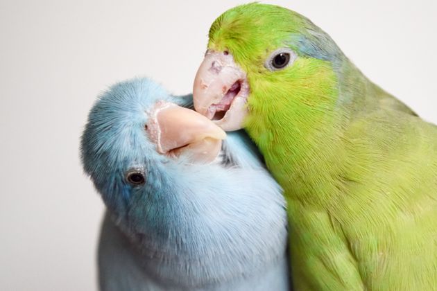 What Parrots Do To Each Other's Young Is Going To Haunt Me Forever