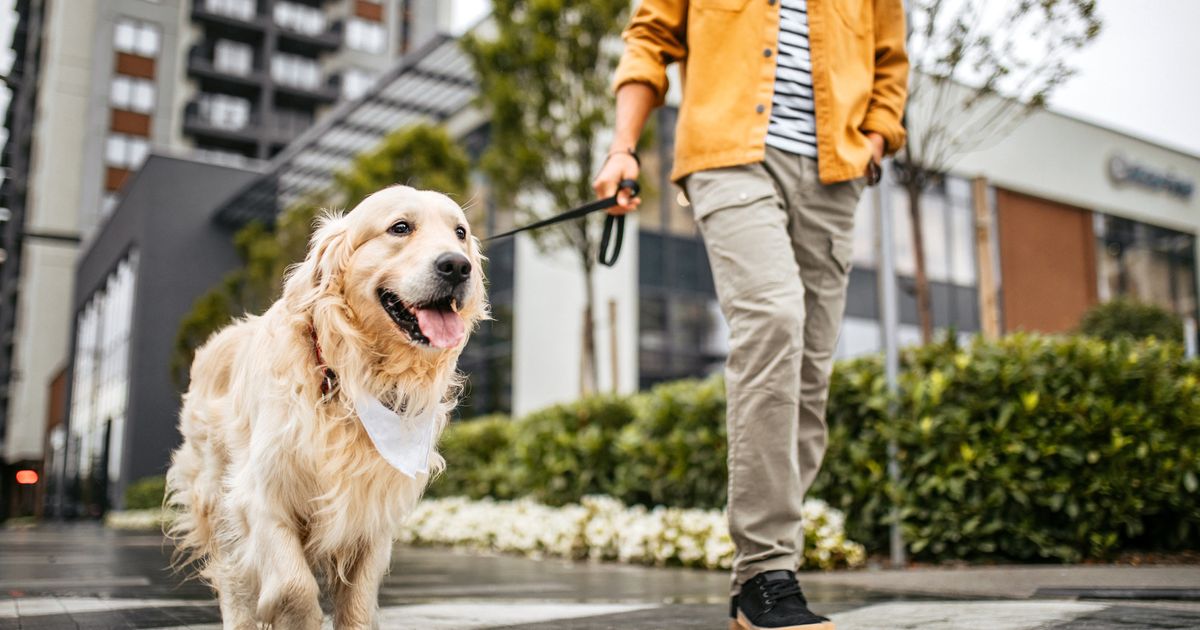 The 1 Thing You're Probably Doing On Walks That Drives Your Dog Nuts