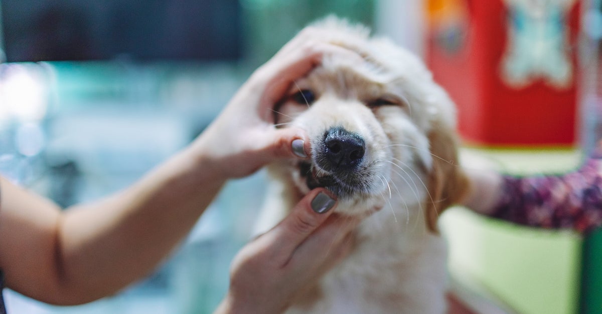 The Best Dental Products For Brushing Your Pet’s Teeth The Best Dental Products For Brushing Your Pet’s Teeth