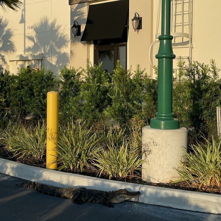 Alligator Thrown Out Of Starbucks Drive-Thru