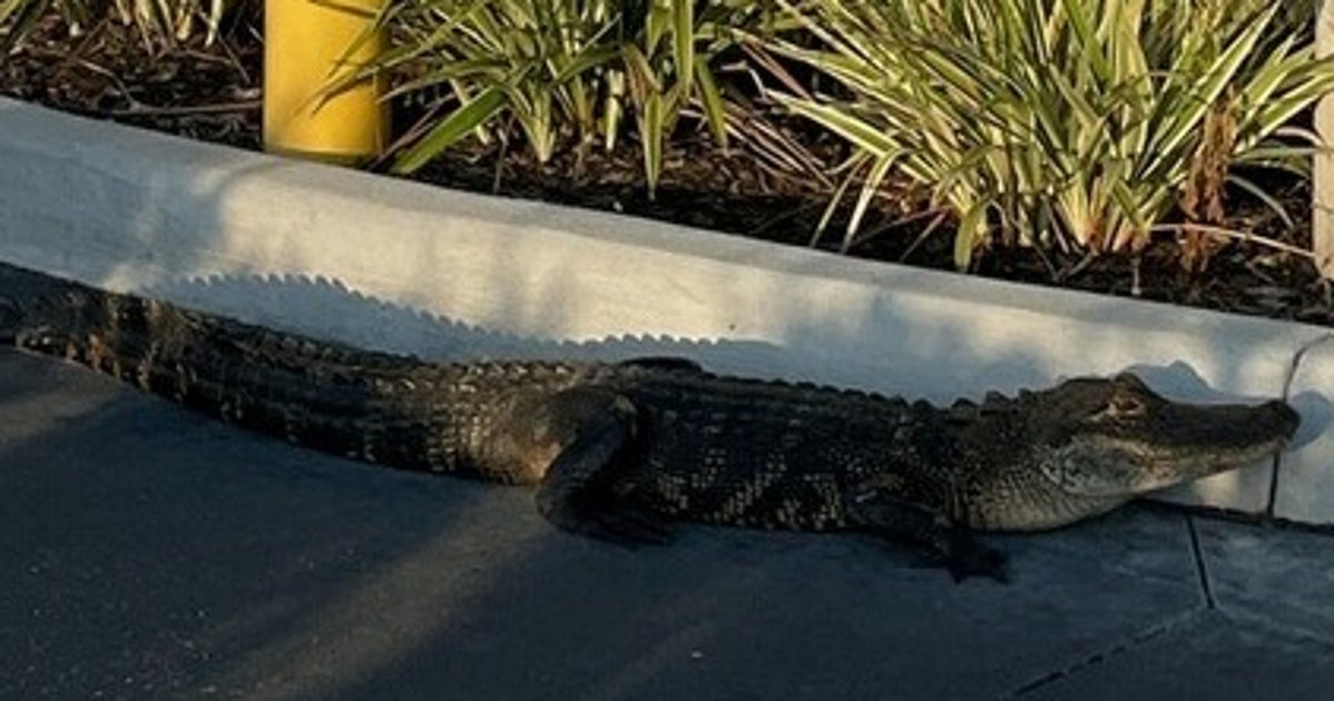 Alligator Thrown Out Of Starbucks Drive-Thru
