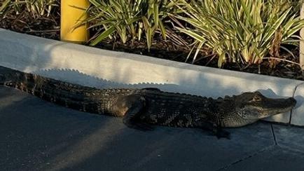 Alligator Thrown Out Of Starbucks Drive-Thru Line