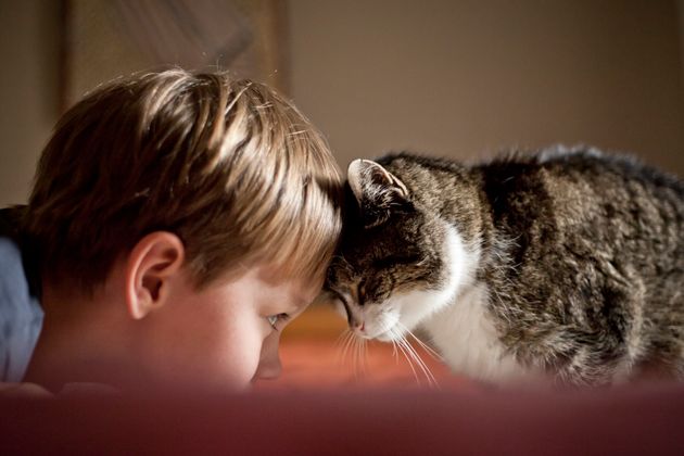Close-up of a boy and his cat giving each other an affectionate head bump.