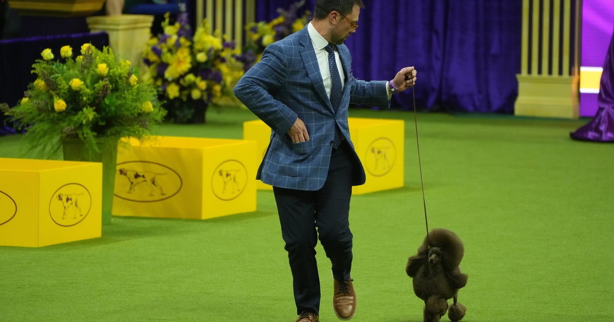Miniature Poodle Named Sage Wins Westminster Kennel Club Dog Show