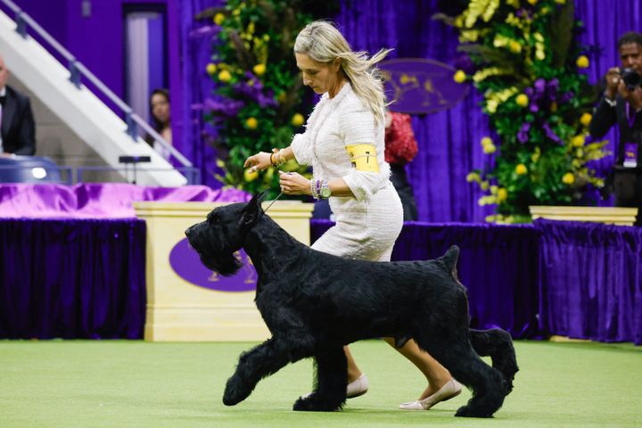 Monty, a Giant Schnauzer from Ocean City, New Jersey, wins the Working Group during the Annual Westminster Kennel Club Dog Show at Arthur Ashe Stadium in Queens, New York, on May 14, 2024. (Photo by KENA BETANCUR / AFP) (Photo by KENA BETANCUR/AFP via Getty Images)