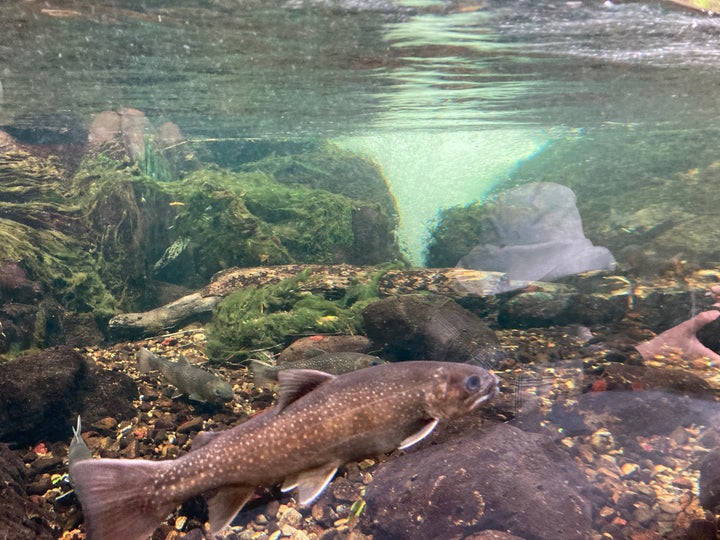 「池沼」と「渓流」にわかれて、魚を観察できる淡水生物館