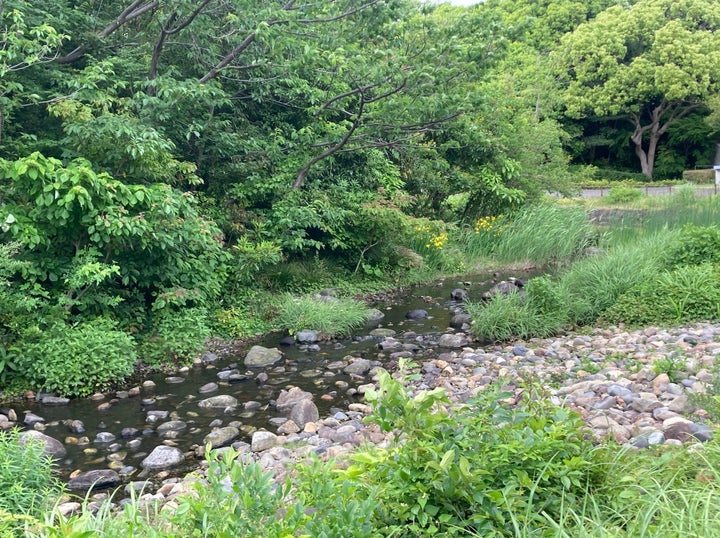 周辺にはさまざまな樹木や植物が生い茂り、自然の河川のような環境を作っている