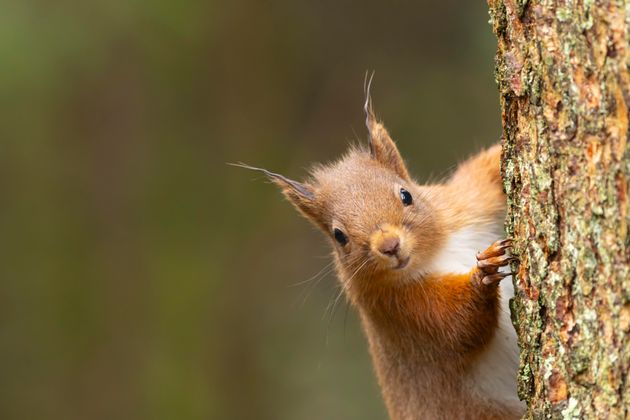 I Just Found Out That Some Red Squirrels Are Nepo Babies And I'm Stunned...