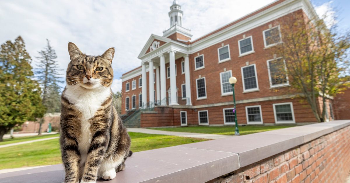 Vermont University Gives Max The Cat Honorary 'Doctor Of Litter-ature' Degree
