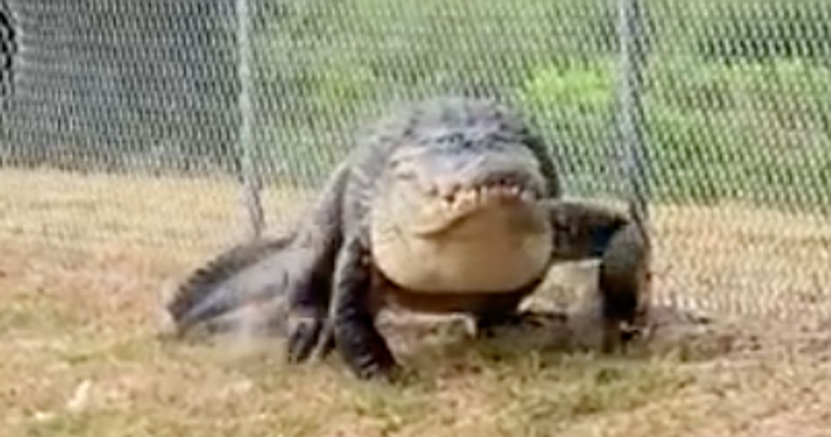 'Good Boy!': 12.5-Foot Alligator Plucked From School Path And Relocated