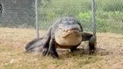 Good Boy!': 12.5-Foot Alligator Plucked From School Path And Relocated
