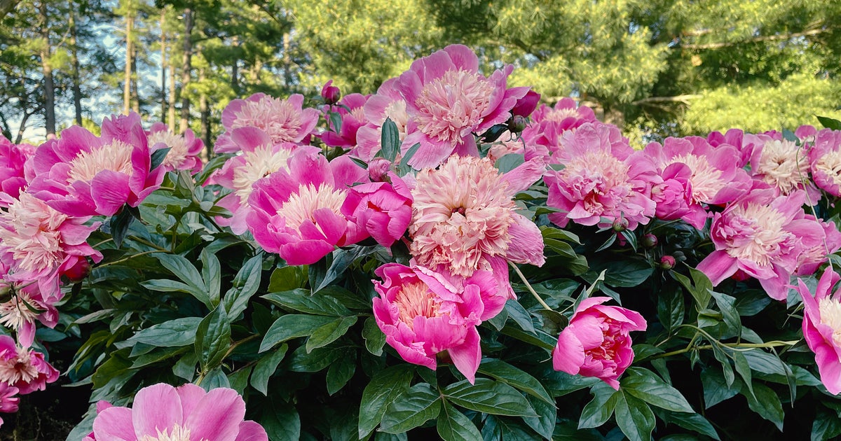 UK Gardeners Urged To Do This 1 Thing To Keep Peonies Blooming Year After Year - Vimarsana News
