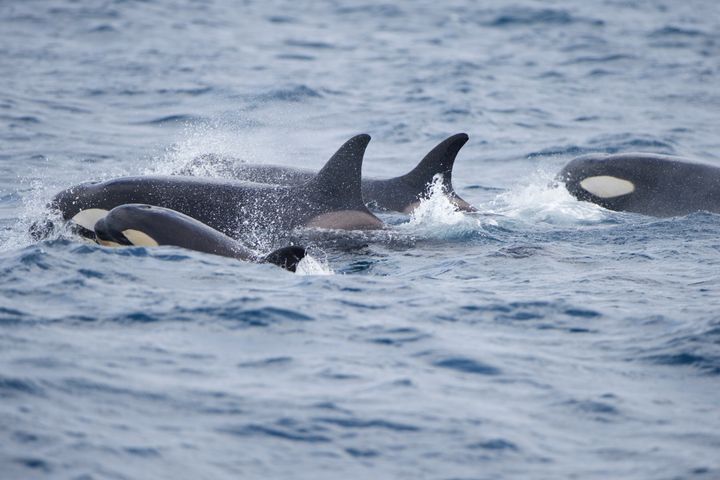 大西洋を泳ぐシャチの群れ