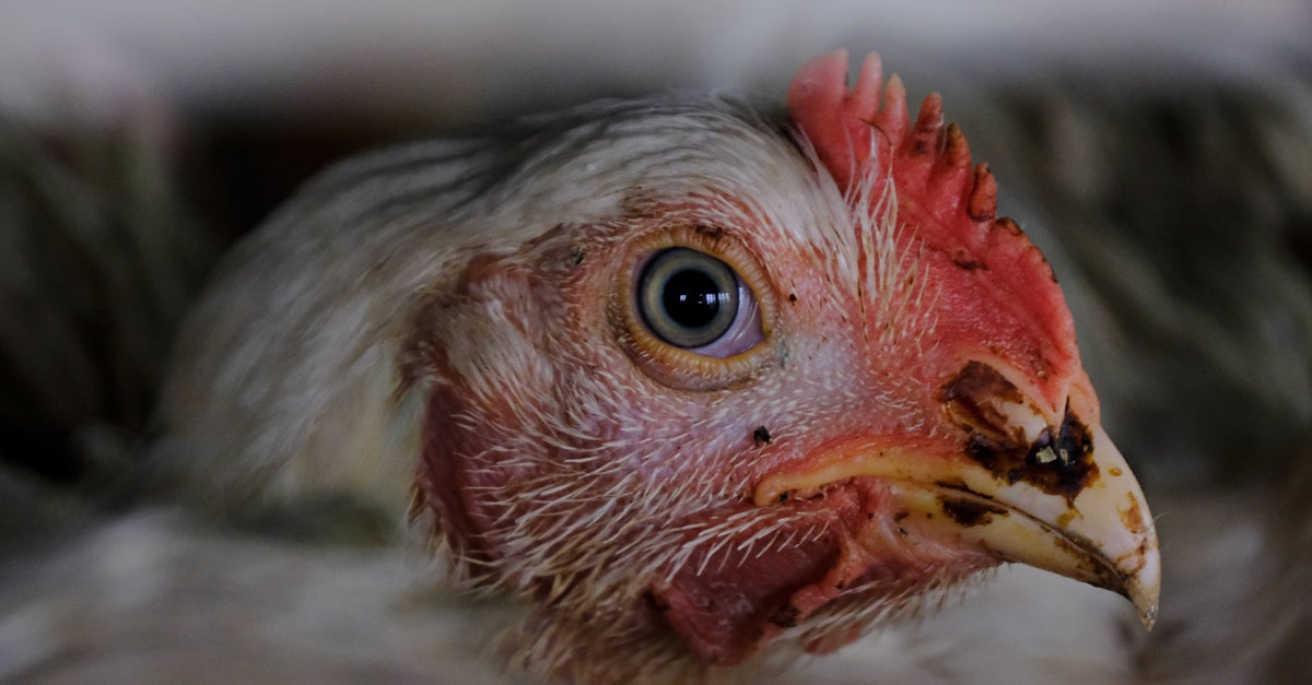 Child Workers Found On Poultry Company’s Kill Floor AGAIN Despite Teen’s Death: DOL