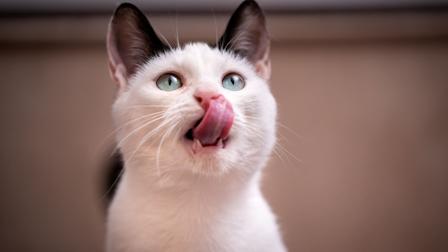 Hearing This 1 Sound From Your Cat Proves They Love You | HuffPost UK Life