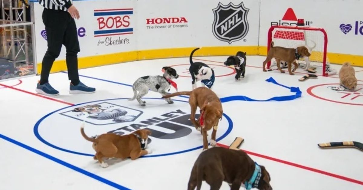 NHL Pairs This Year's Championships With The First-Ever 'Stanley Pup'