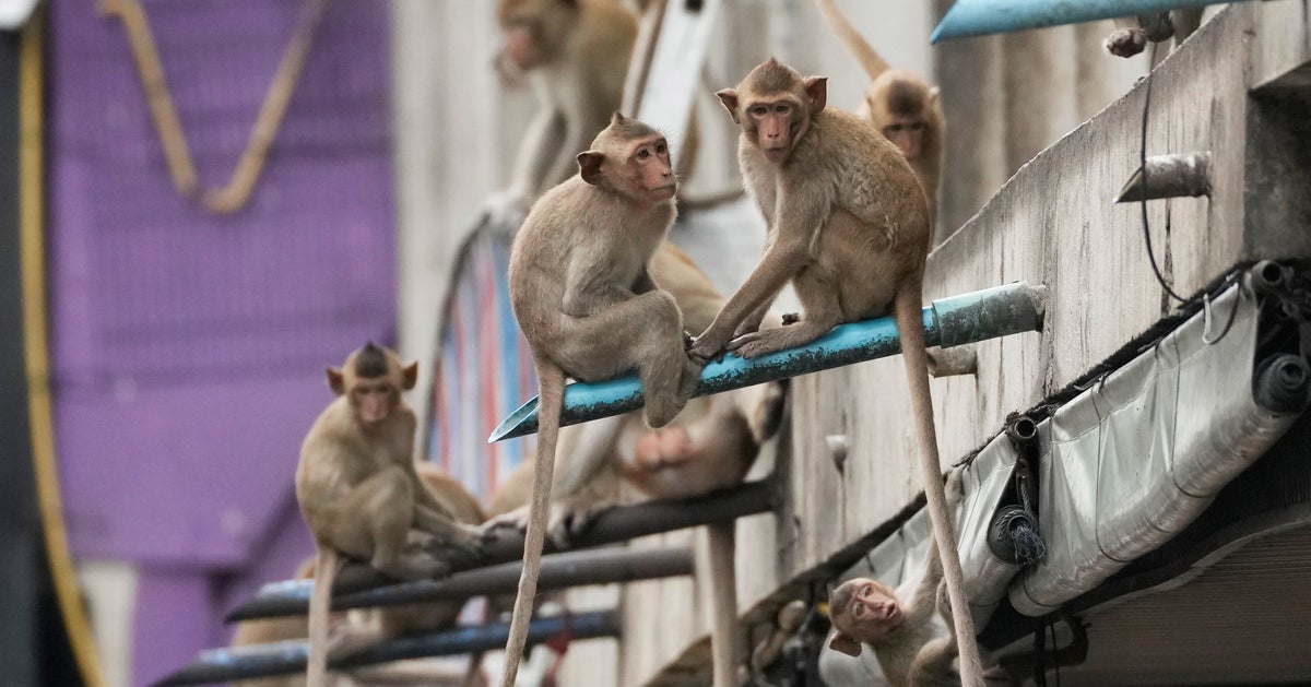 Thai Town Launches Plan To Lock Up Marauding Monkeys And Send Them Away