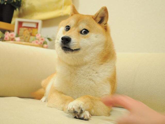 Kabosu, como ela normalmente aparecia no popular “doge" meme.
