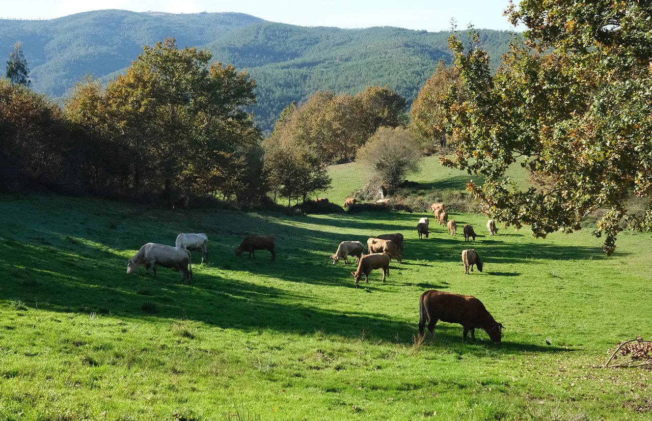 Cows graze at Aida Fernandes' farm in Covas do Barroso, Portugal.