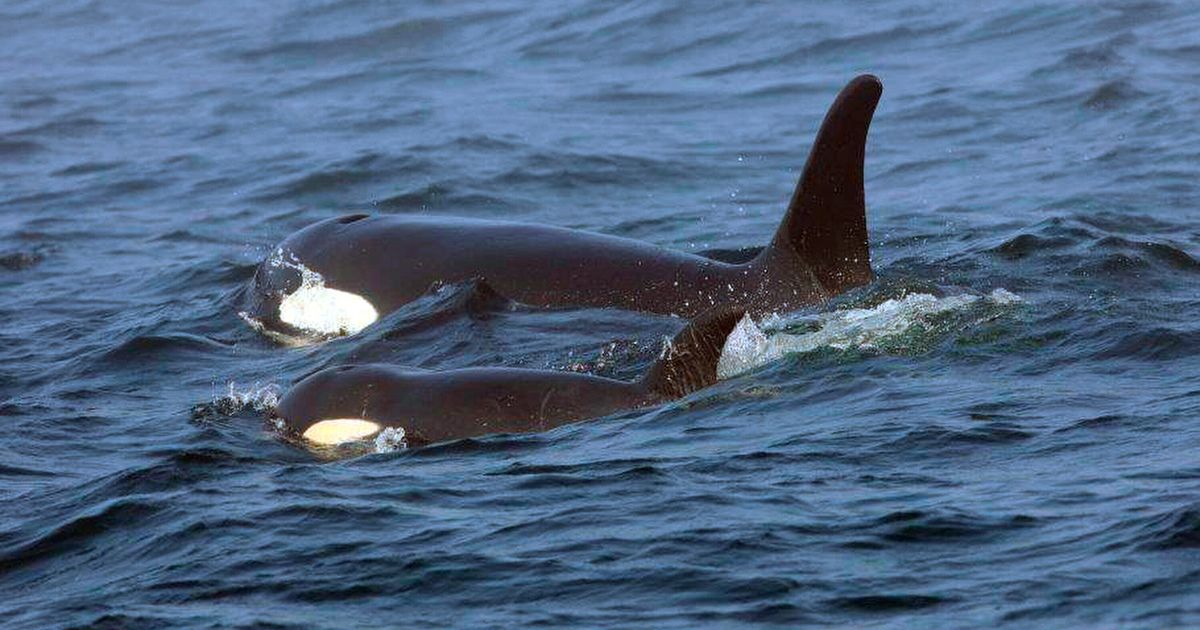 海に飛び込みシャチに「体当たり」。NZ当局が「恐ろしい結果を招いていた可能性がある」と警告 | ハフポスト WORLD