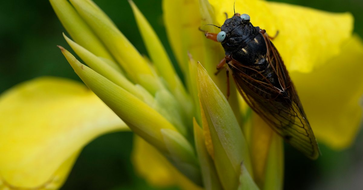 Rare Blue-eyed Cicada Spotted At Suburban Chicago Arboretum