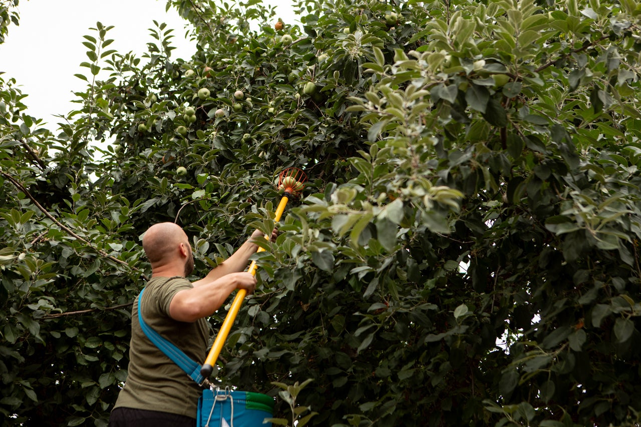 Los voluntarios cosechan manzanas gravenstein en una casa en el noreste de Portland. El Proyecto de Árboles Frutales de Portland comenzó a conectar a los vecinos que tenían exceso de fruta de los árboles con vecinos y organizaciones que podían utilizar el producto. Hoy en día, los días de cosecha utilizan voluntarios para recolectar y clasificar fruta que se distribuye a organizaciones necesitadas y se entrega a los voluntarios para que se la lleven a casa.