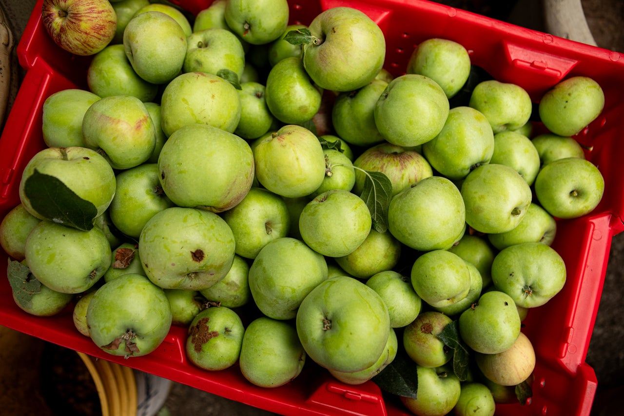 Los voluntarios cosechan manzanas gravenstein en una casa en el noreste de Portland. El Proyecto de Árboles Frutales de Portland comenzó a conectar a los vecinos que tenían exceso de fruta de los árboles con vecinos y organizaciones que podían utilizar el producto. Hoy en día, los días de cosecha utilizan voluntarios para recolectar y clasificar fruta, que se distribuye a organizaciones necesitadas y se entrega a los voluntarios para que se la lleven a casa.