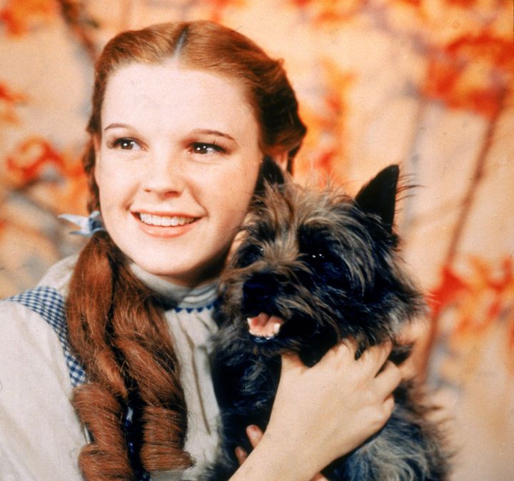 Judy Garland in 1939's "The Wizard of Oz." The actor and singer's legacy will be celebrated June 3 in New York at the "Night of a Thousand Judys" concert. 