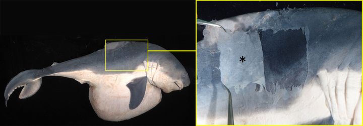 ネズミザメの胎仔（左）とその拡大写真（右）。表皮（＊）を一枚剥がすと、下から鱗に覆われた本来の表皮が現れる。