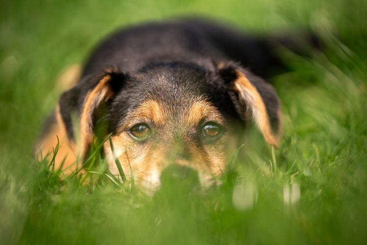 Lyme disease can infect both people and dogs, but most dogs don't have any signs of the disease at all.