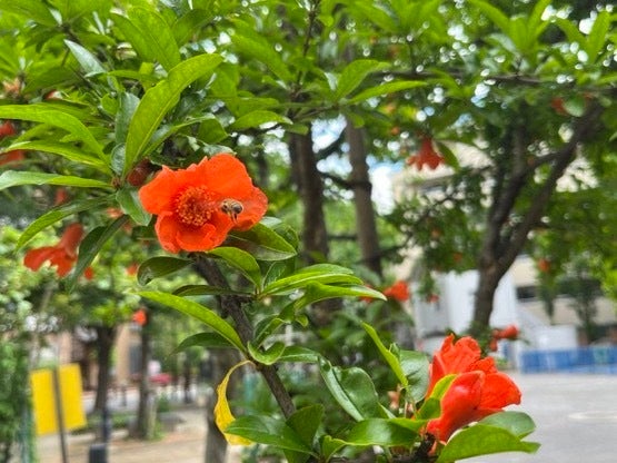 花が咲いた様子